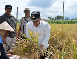 Bupati Agam Panen Sawah Pokok Murah di Padang Lua