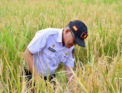 Bupati Agam Hadiri Panen Padi di Nagari Manggopoh