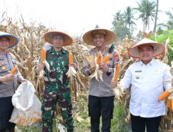 Bupati Agam Hadiri Panen Raya Jagung Serentak Kuartal III di Ampek Angkek