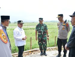 Bupati Agam Tinjau Lahan Pertanian Pascapanen Raya, Dorong Petani Alihkan Tanaman ke Jagung