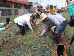 Bupati Agam Panen Perdana Bawang Merah Bersama Kelompok Tani Pitalo di Ampek Angkek