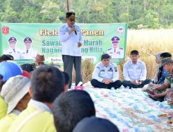 Panen SPM di Kamang Hilia, Ubinan Capai 8,64 Ton per Hektar