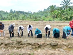Bupati Agam Hadiri Lauching Penanaman Jagung Program BUMNag Lubas Mandiri