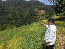 Bupati Agam Tinjau Sumber Banjir Bandang Batang Aia Muaro Pisang di Kelok 28