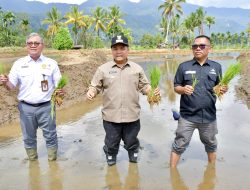 Tinjau Rehabilitasi 69 Hektar Lahan Terdampak Bencana di Tanjung Raya, Bupati Agam Dorong Percepatan Pemulihan