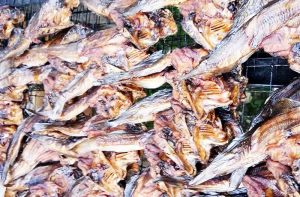 Limbek Salai, Potensi Andalan Warga Silareh Aia Kembali Bangkit