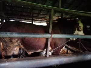 Persediaan Hewan Qurban Idul Adha 1439 H Akan Terpenuhi