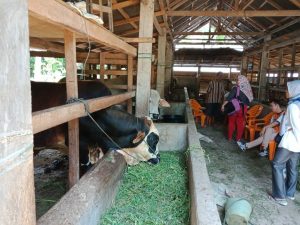 Dinas Pertanian Agam Turunkan Tim Registrasi Kandang Sapi Potong