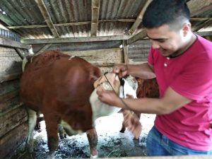 Jelang Idul Adha 1439 H, Pemkab Agam Sosialisasi Hewan Qurban