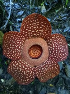 Raflesia Anoldi Kembali Mekar di Batang Palupuah