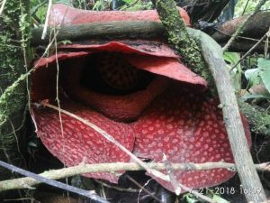 Populasi Bunga Raflesia di Agam Tinggi