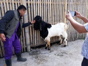 Nagari Parik Panjang Kembangkan Usaha Susu Ndan Kotoran Kambing Etawa