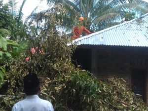 Pohon Tumbang Timpa Rumah Warga di Sitanang