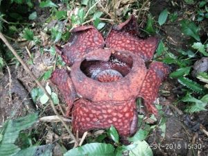 Lagi, Bunga Raflesia Ditemukan di Tanjung Raya