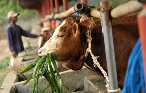 Jumlah Hewan Kurban Diprediksi Naik 2,6%