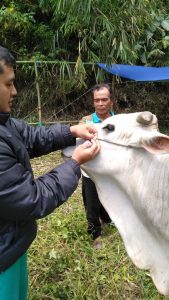 Tim PTK Intensifkan Pemeriksaan Hewan Kurban