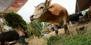 Hewan Qurban di Masjid Baiturrahmah Meningkat