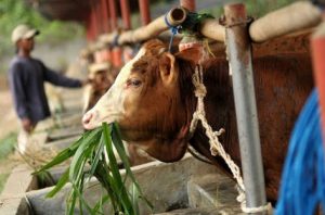 Idul Adha 1439 H, Masyarakat Bancah Taleh Sembelih Enam Hewan Qurban