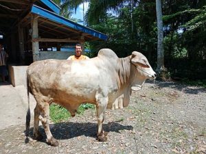 Hewan Qurban di IV Koto 375 Ekor Sapi. Putaran Dana Capai Rp.6,6 M