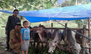 Jumlah Hewan Qurban Banuhampu Meningkat, Putaran Dana Capai Rp.10,6 M