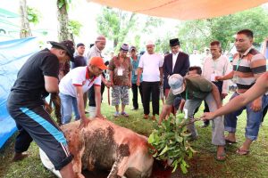 Bupati dan Wakil Bupati Agam Potong Hewan Qurban
