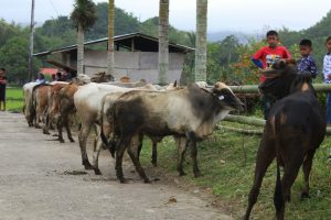 Masyarakat Jorong Patangahan Sembelih 15 Ekor Hewan Kurban