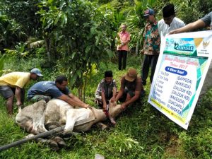 Baznas Agam Sembelih Hewan Qurban di Pelosok Nagari