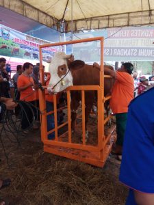 Agam Ikuti Livestock Expo Contest Sumbar 2018