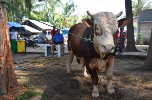 Livestock Expo 2018 Agam Ikuti 12 Kategori