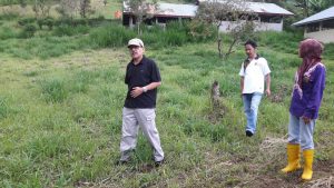 Distan Agam Kembangkan Rumput Gajah Taiwan