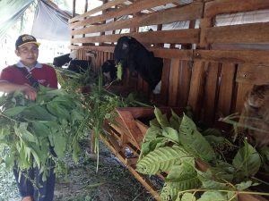 Nagari Duo Koto Targetkan Jadi Sentral Kambing Etawa di Agam