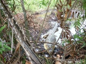 Warga Ujuang Labuang Temukan Buaya Sedang Menunggui Telur di Kebun