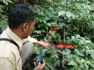 Tujuh Bunga Rafflesia Tuan-Mudae Ditemukan Gagal Mekar di Palembayan