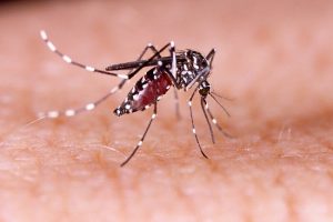 Waspada DBD, Dinkes Agam Imbau Masyarakat Jaga Kebersihan Lingkungan
