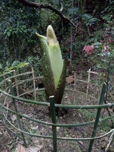 Bunga Langka Jenis Amorphophallus Titanum Kembali Mekar di Agam
