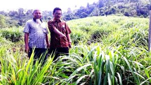 Tanaman Sereh Wangi Menjanjikan Sebagai Usaha Perkebunan Rakyat di Agam
