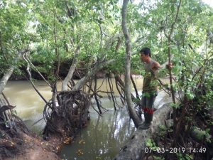 BKSDA Agam Temukan 3 Sarang Buaya di Batang Masang Kiri