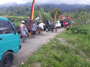 Sempat Vakum 30 tahun, Porbi Lasi Kembali Basmi Hama Babi