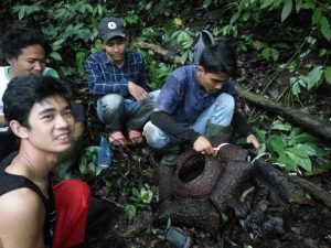 Bunga Raflesia Kembali Mekar di Agam