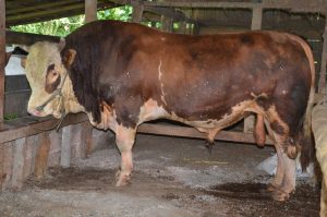 Sapi Warga Agam Direkomendasikan Jadi Hewan Qurban Presiden