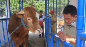 Pemkab Agam Terjunkan 37 Petugas untuk Pastikan Kesehatan Hewan Kurban
