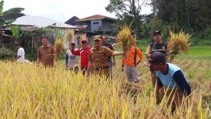 Gerakan Pengendalian Hama di Ampek Angkek Tingkatkan Hasil Panen Padi