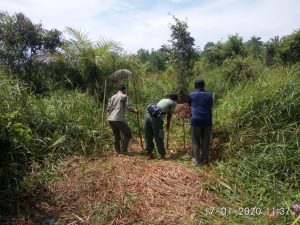 Buaya Bertelur Dekat Pemukiman Warga di Tiku V Jorong