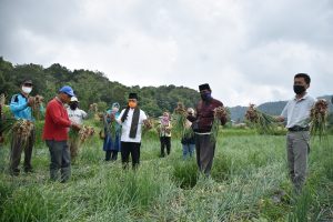 Tinjau Lahan Pertanian di Matur di Tengah Covid-19, Indra Catri: Pertanian Jangan Sampai Terhenti