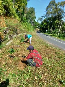 Pinggir Jalan Provinsi di Palembayan Ditanami Pohon Pelindung