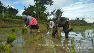 Tanam Padi Sistem Jarwo di Canduang