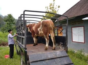 BUMNag Lumbung Pintar Penuhi Kebutuhan Hewan Qurban Masyarakat