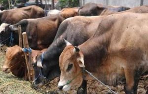 Distan Agam Imbau Masyarakat Tidak Sembelih Hewan Qurban Betina Produktif