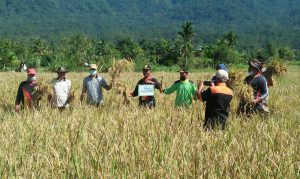 Keltan Batang Kurambik Panen Perdana Padi IR 42