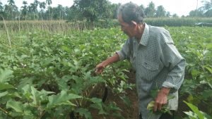 Manfaatkan Lahan Sempit- Warga Garagahan Sukses Budidayakan Terong